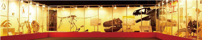 オリジナル恐竜展展示の様子